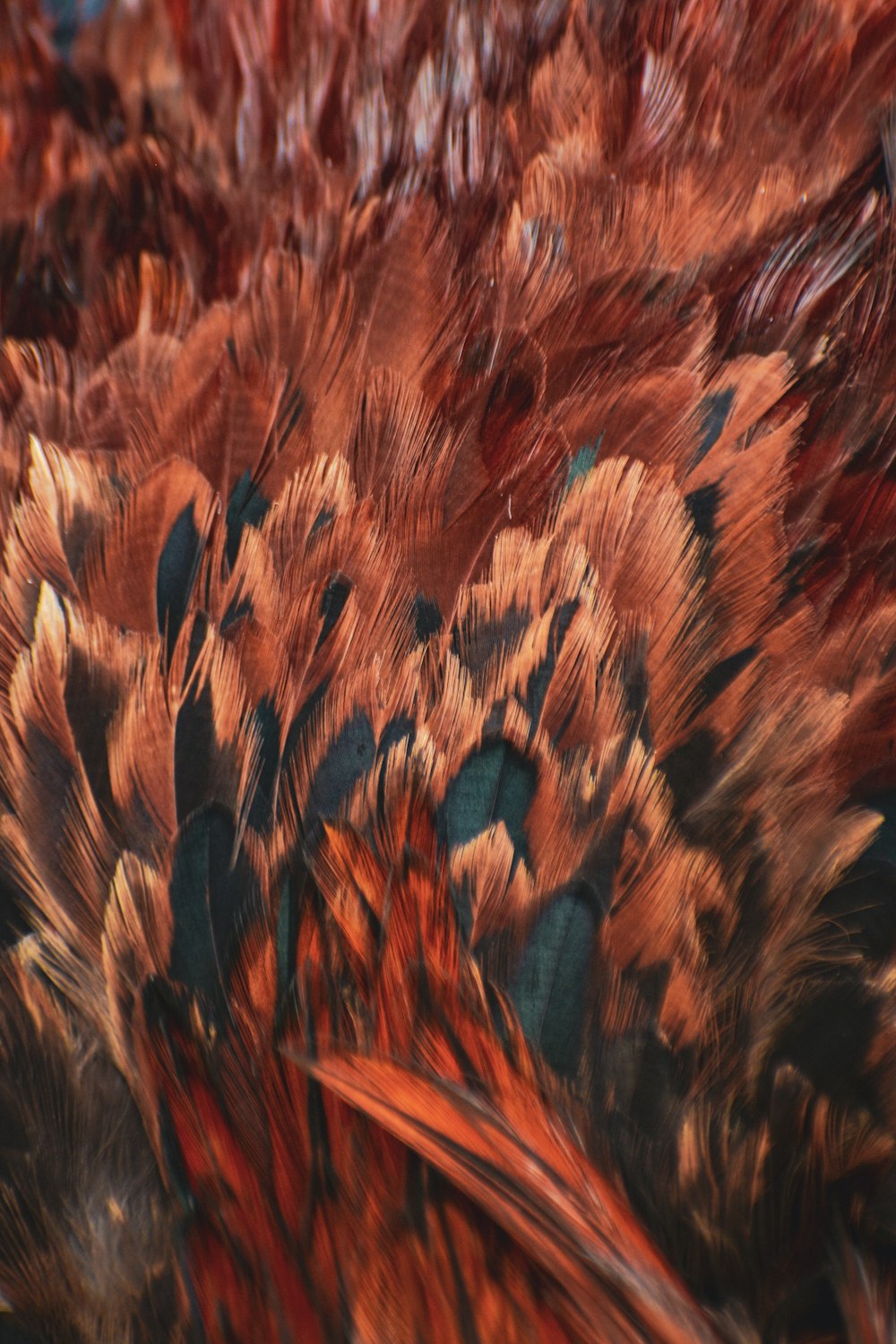 a close up of a bunch of feathers