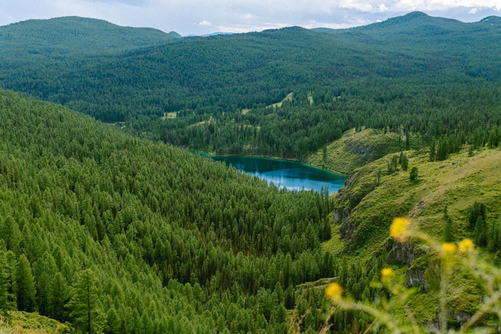 a view of a lake in the middle of a forest