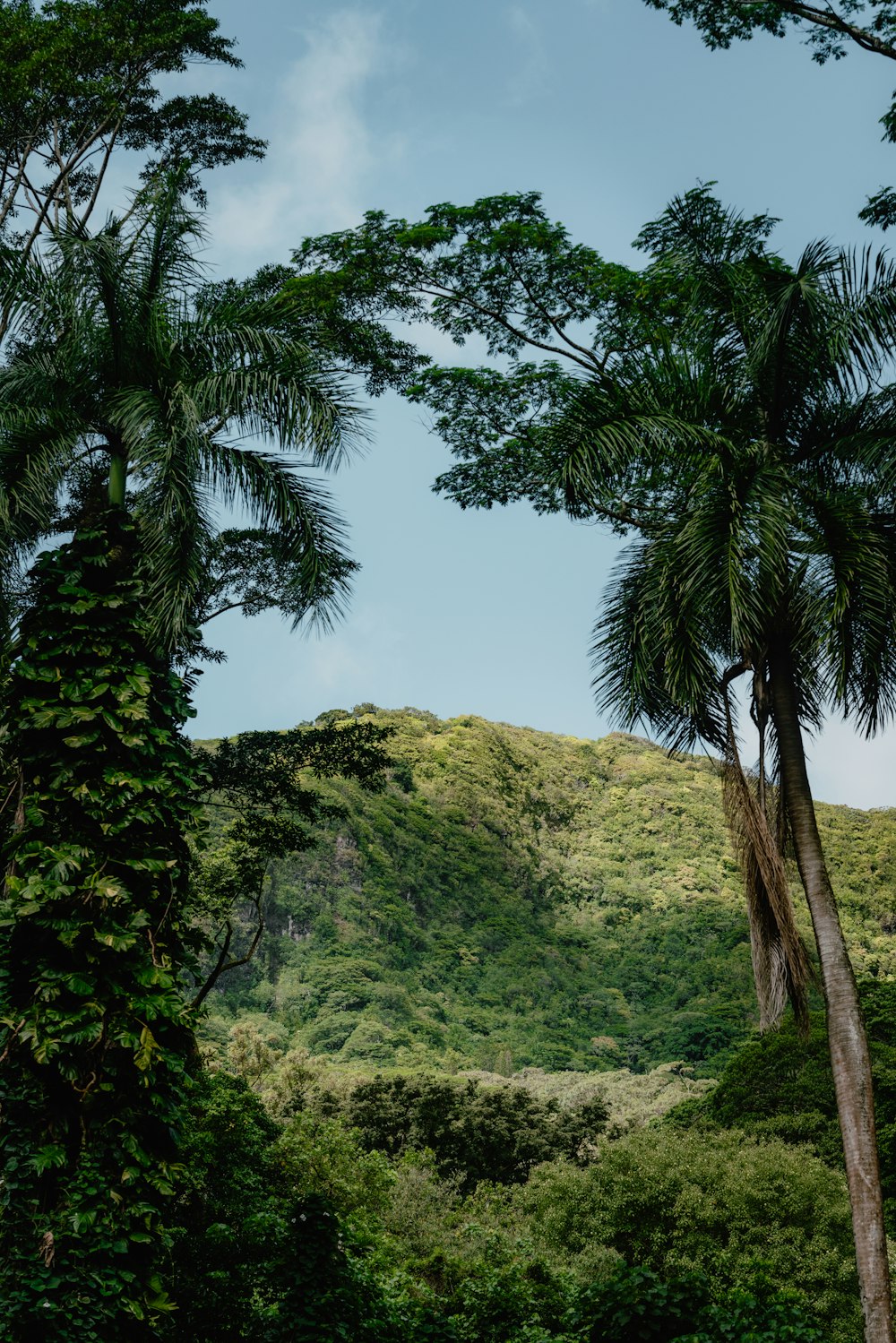 a lush green forest filled with lots of trees