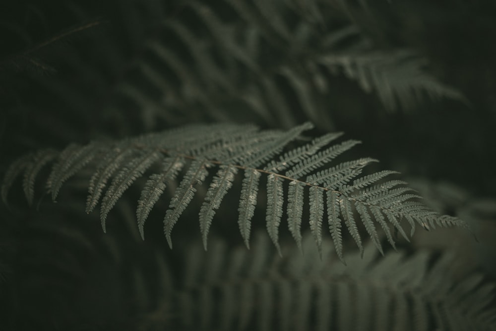 a close up of a fern leaf in the dark