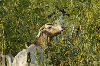 a goat standing in a field of tall grass