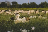 An Australian Shepherd attentively herding sheep in a green pasture.