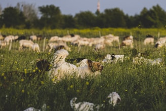 A dog stands alert in tall grass, surrounded by a herd of sheep grazing peacefully in a lush, green field. The background features blurred trees and scattered wildflowers under a clear blue sky.