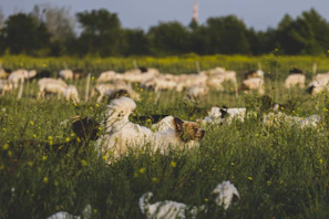 A guardian puppy standing proudly beside a sheep in a green pasture
