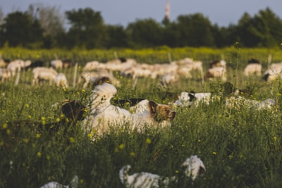 A dog stands alert in tall grass, surrounded by a herd of sheep grazing peacefully in a lush, green field. The background features blurred trees and scattered wildflowers under a clear blue sky.