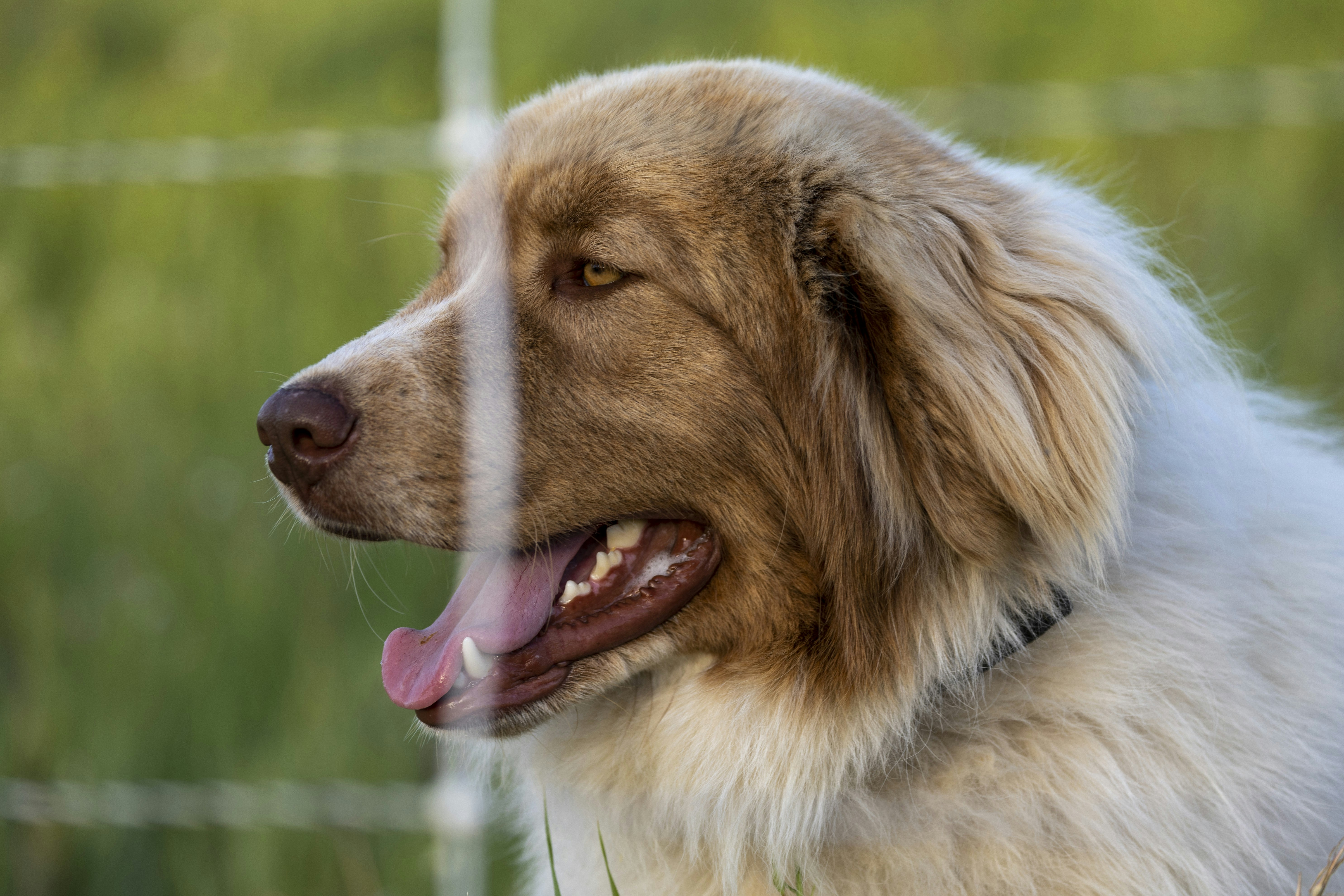 a close up of a dog near a fence