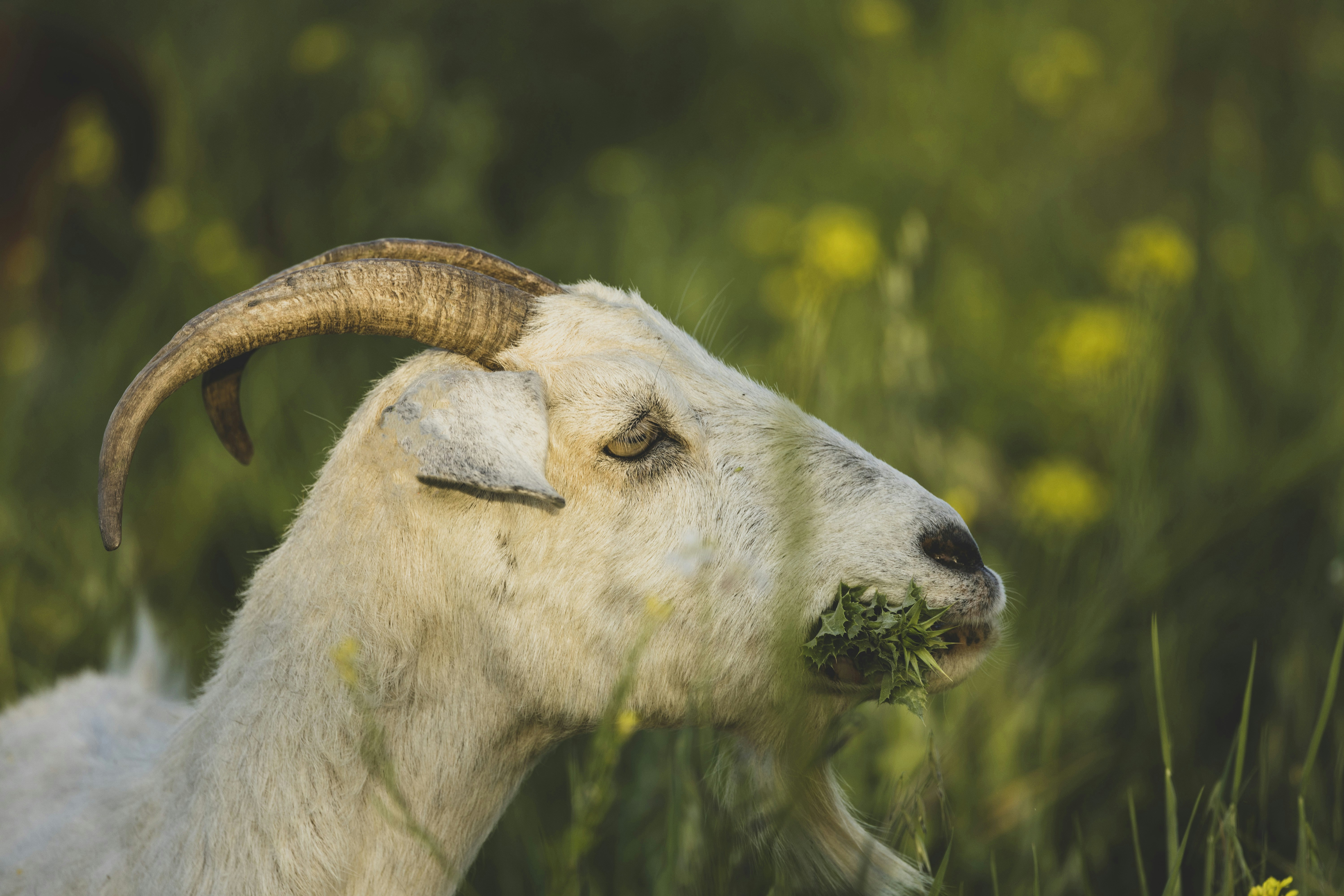 Photo by leo_visions_