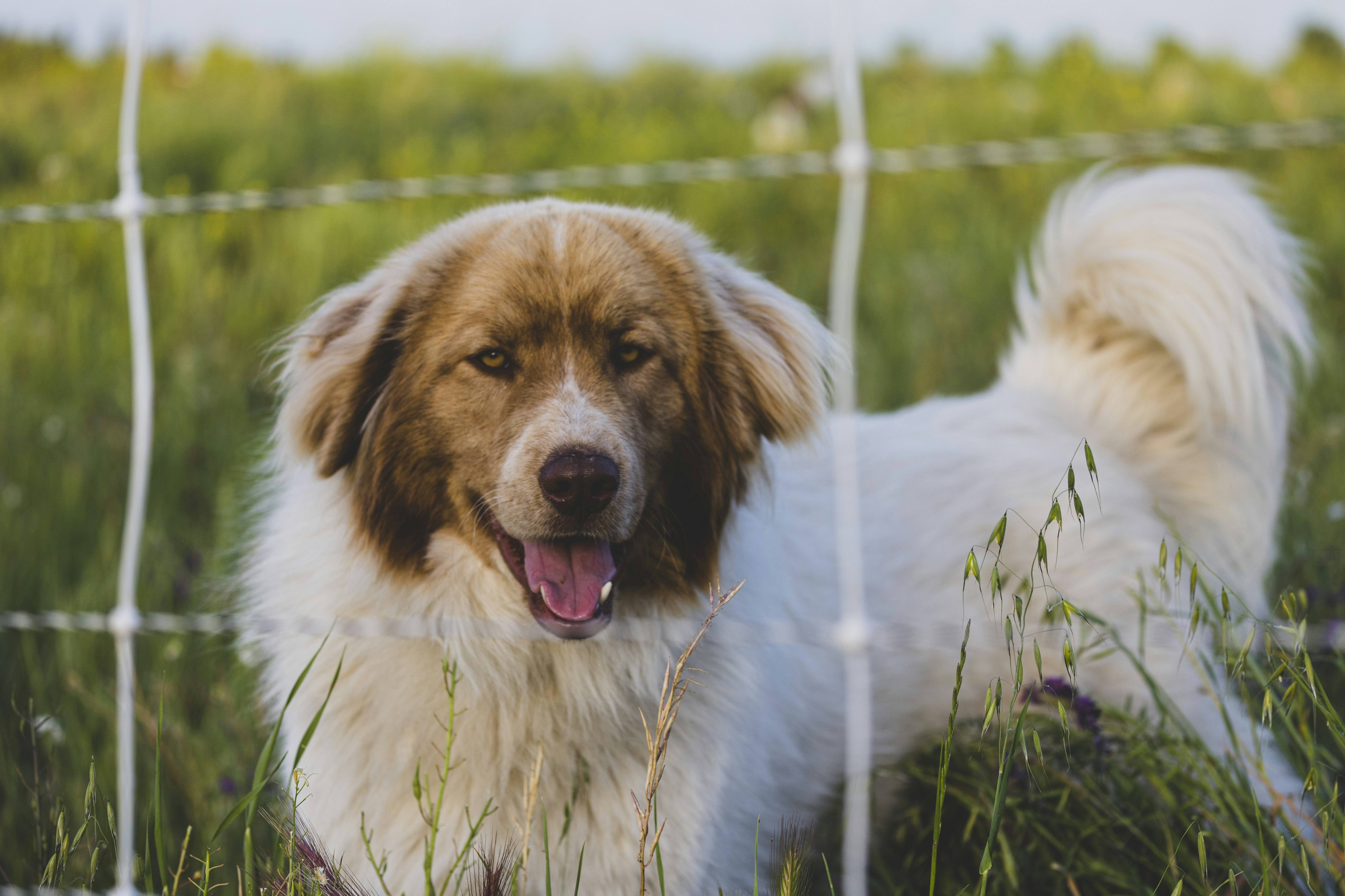 Photo by leo_visions_