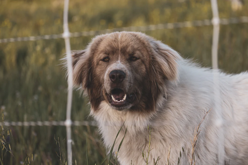 Pyrenean Mastiff, photo 1