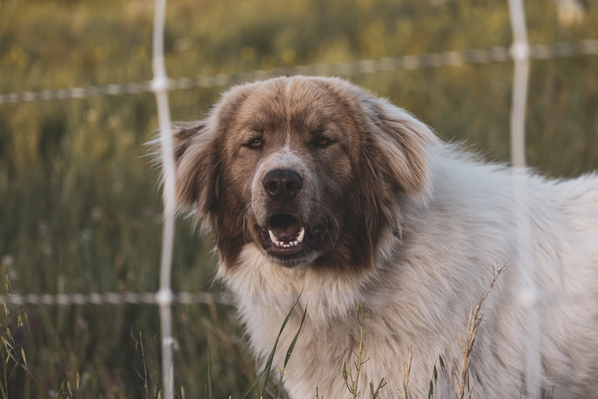 A Pyrenean Mastiff