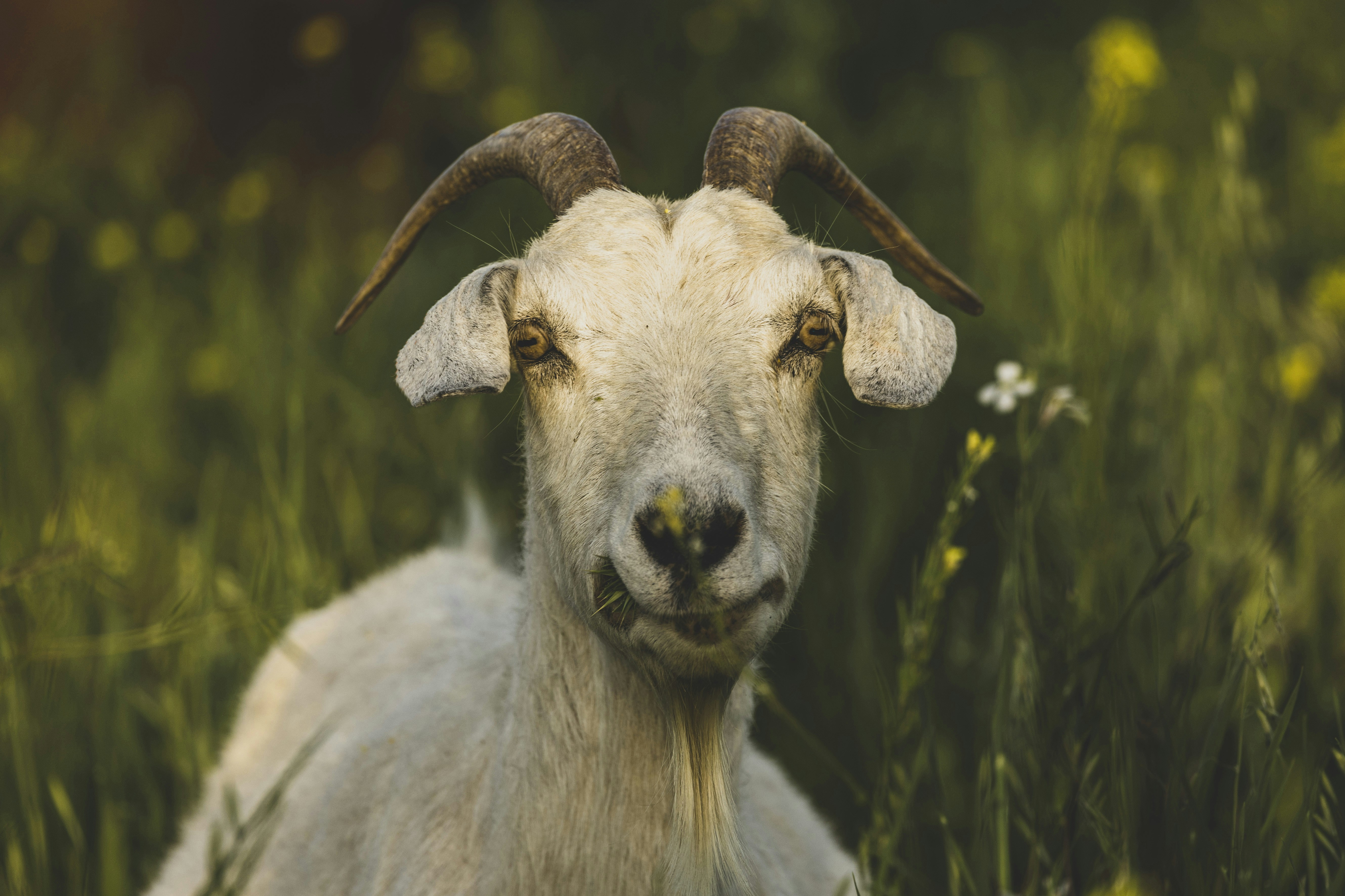 a close up of a goat in a field of grass