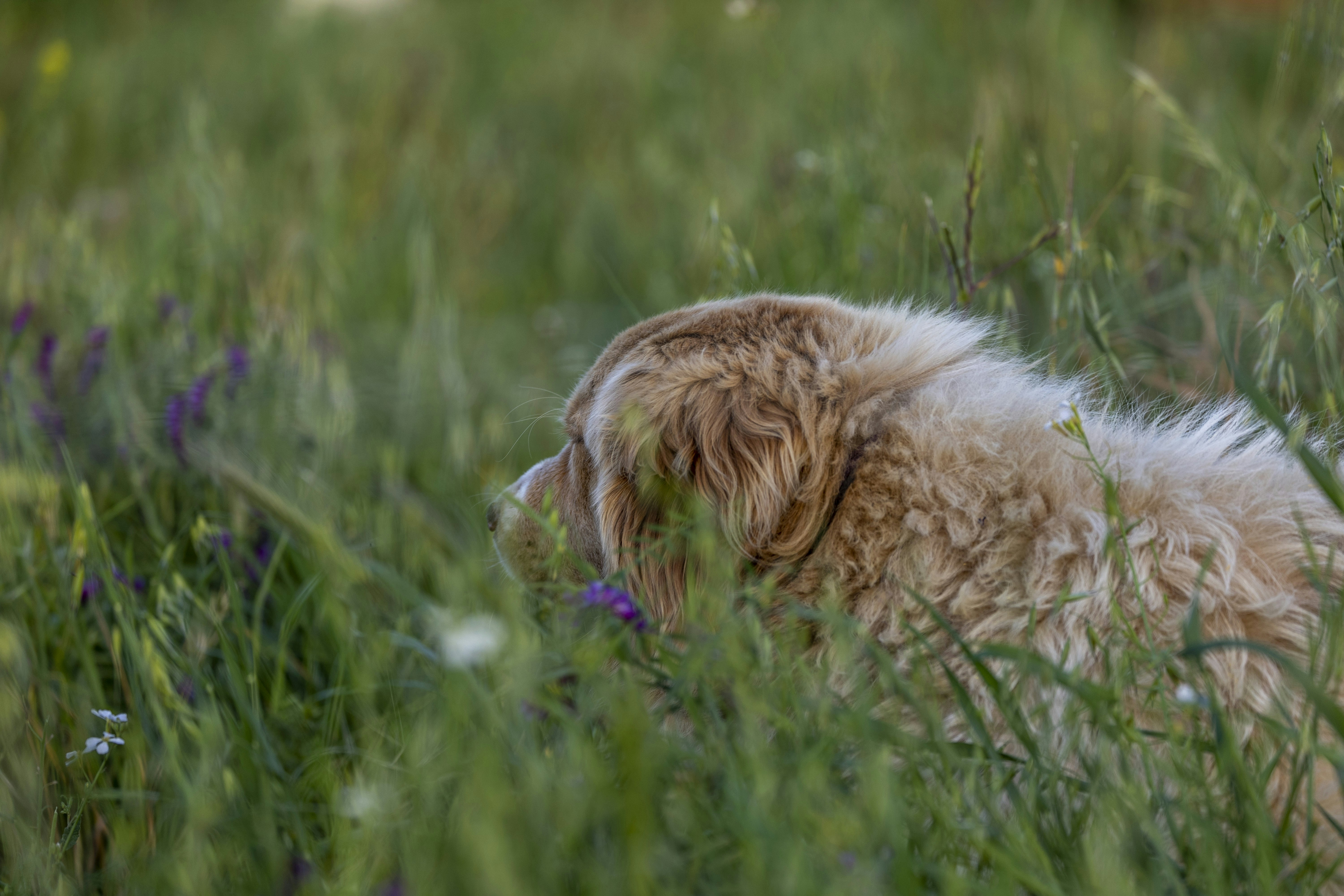 un cane che si sdraia nell'erba