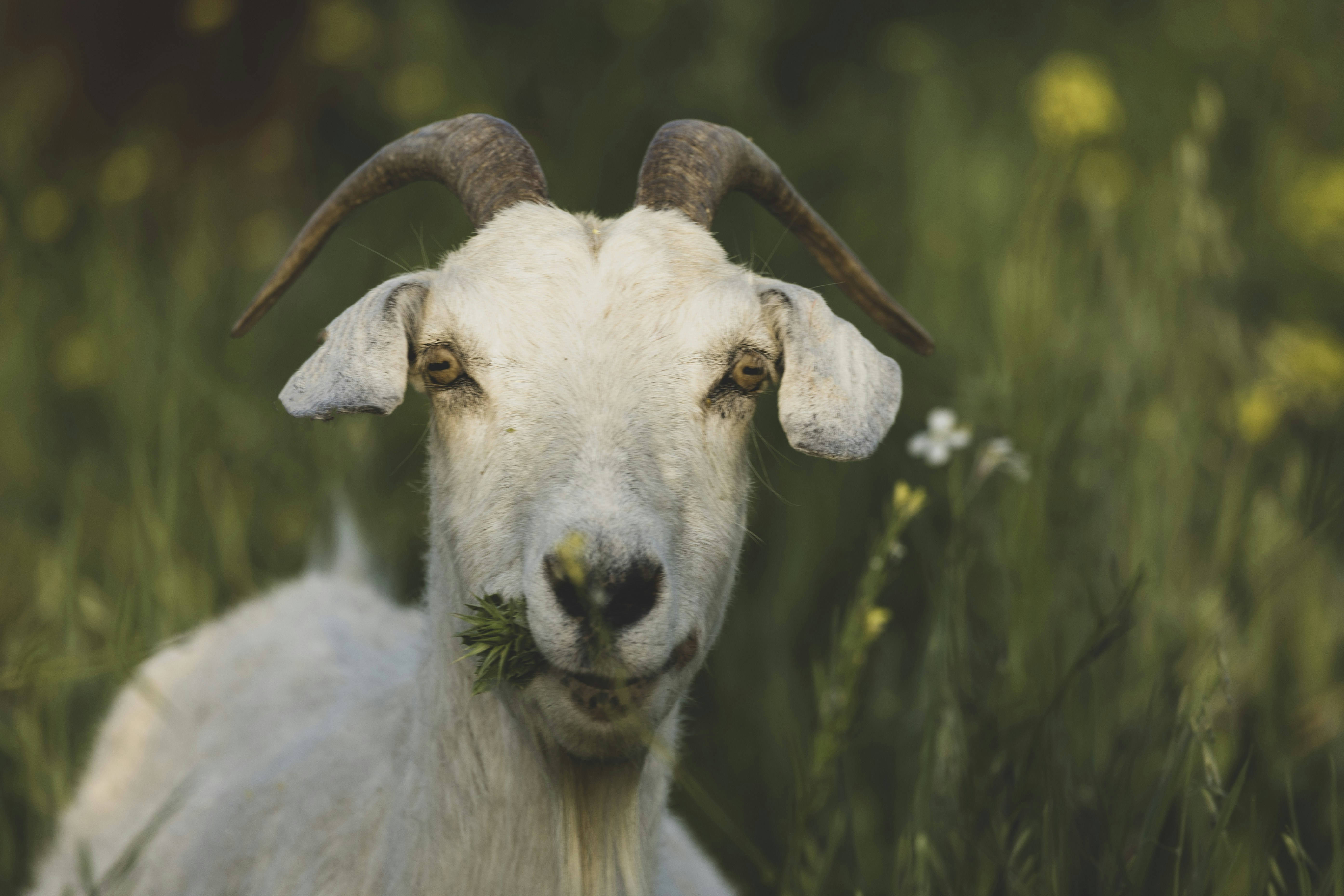 Photo by leo_visions_