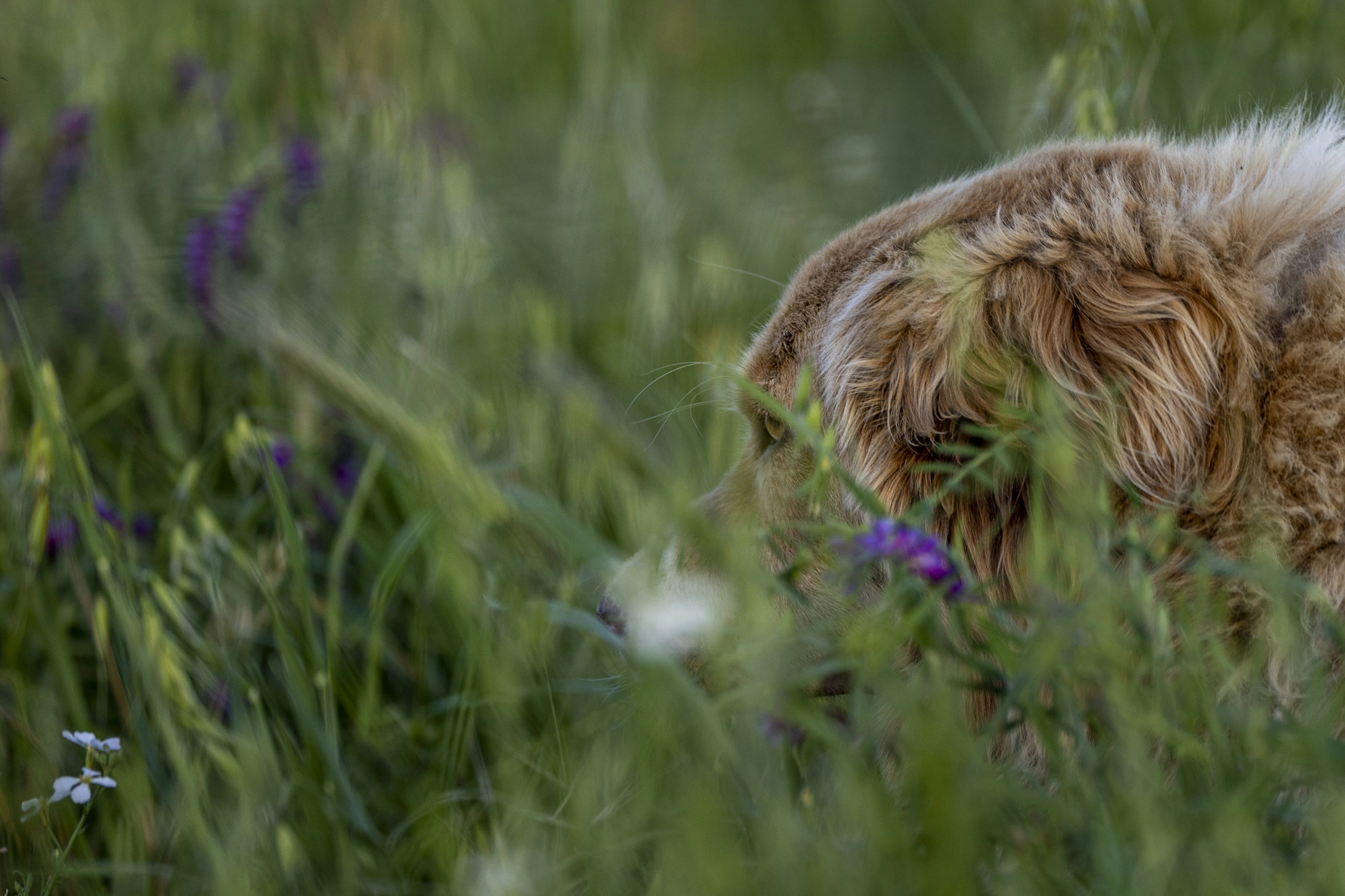 Understanding Why Dogs Pause to Sniff