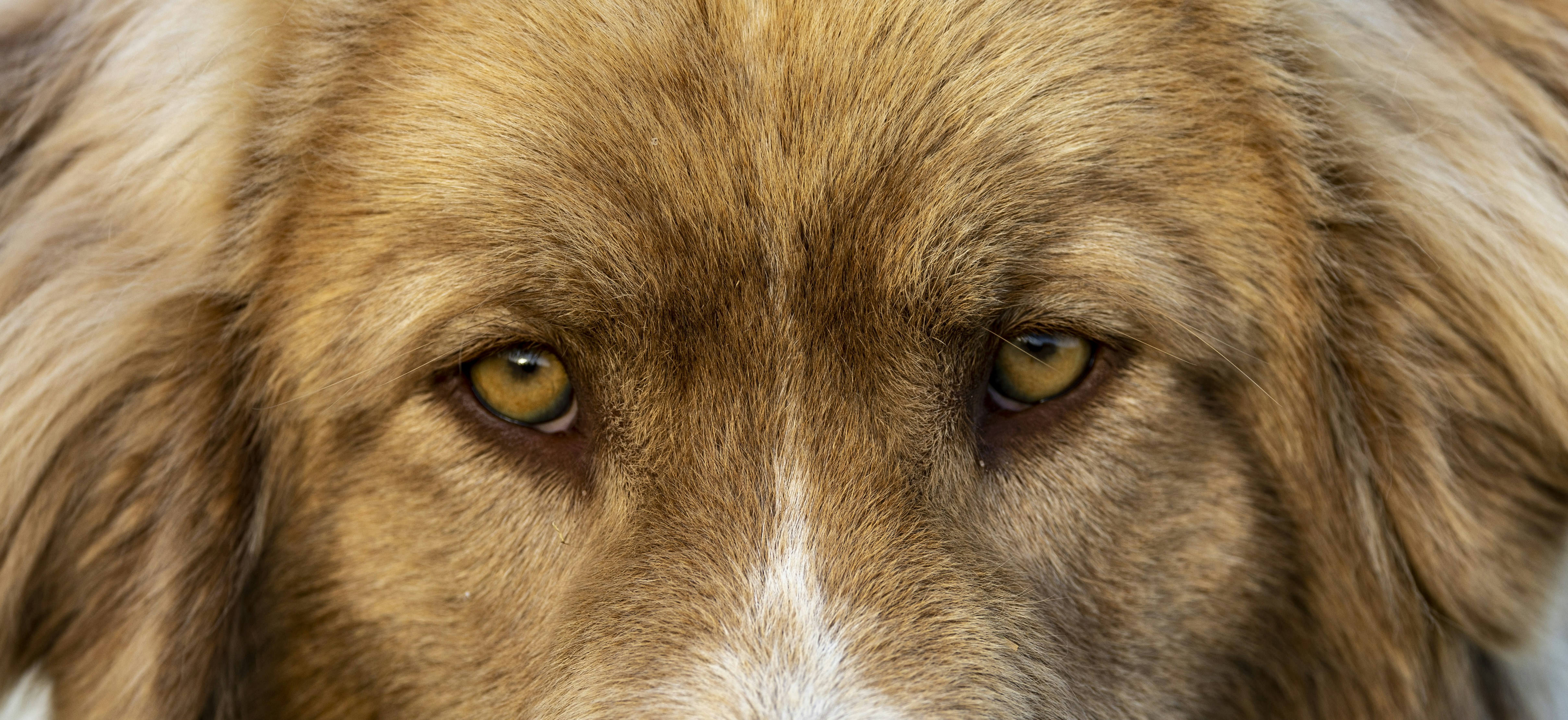 a close up of a brown and white dog's face