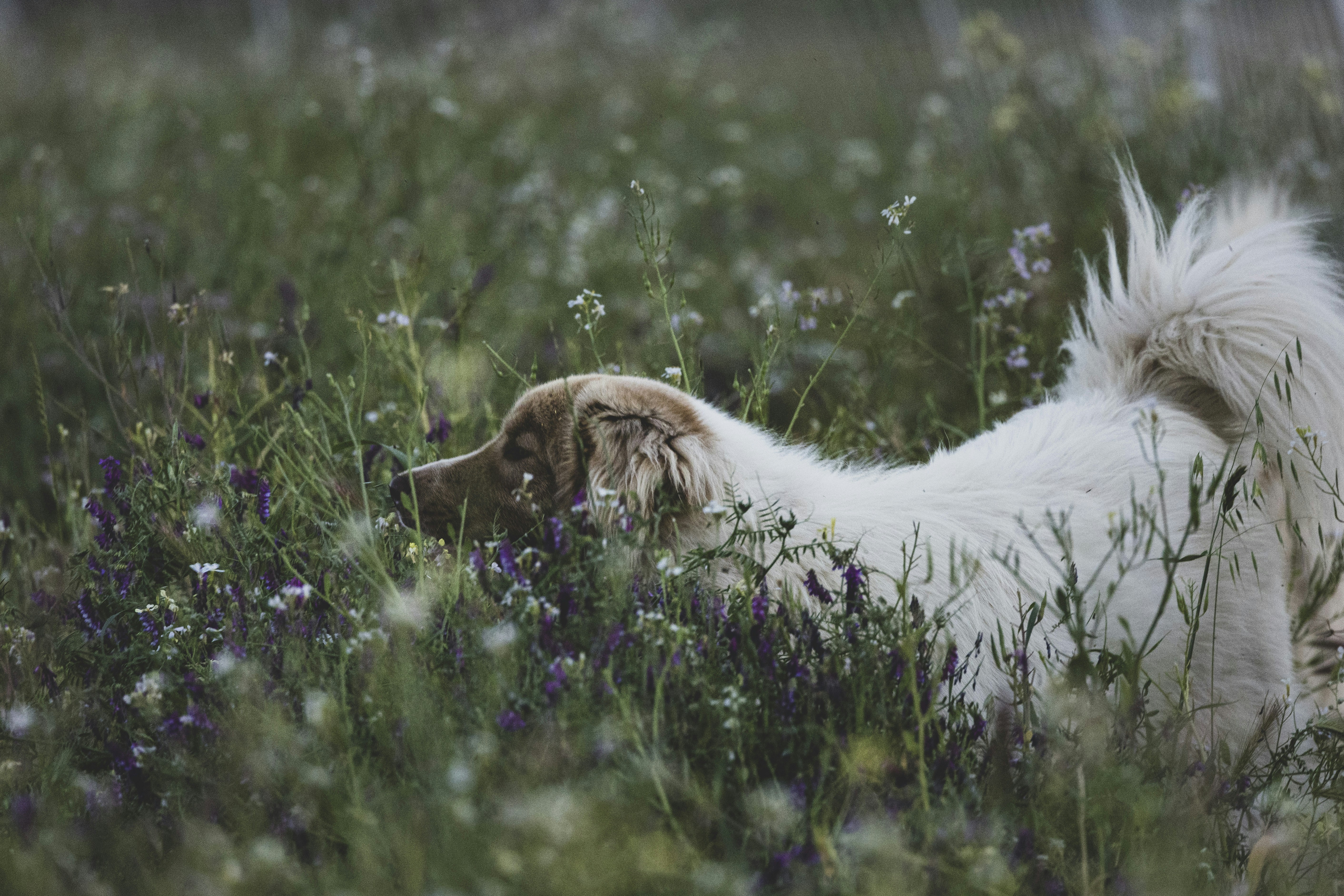 un cane bianco e marrone che giace in un campo di fiori