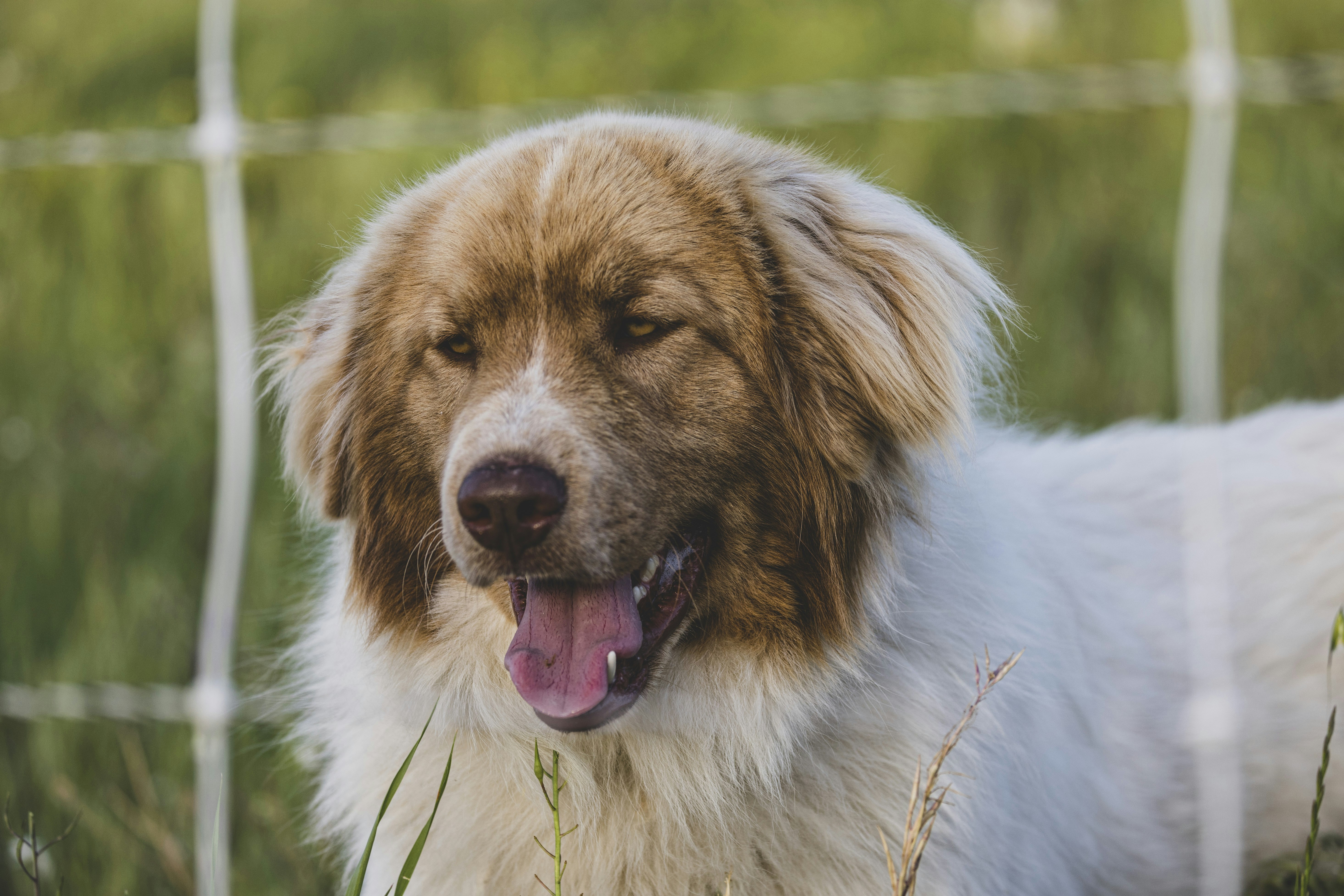 Photo by leo_visions_