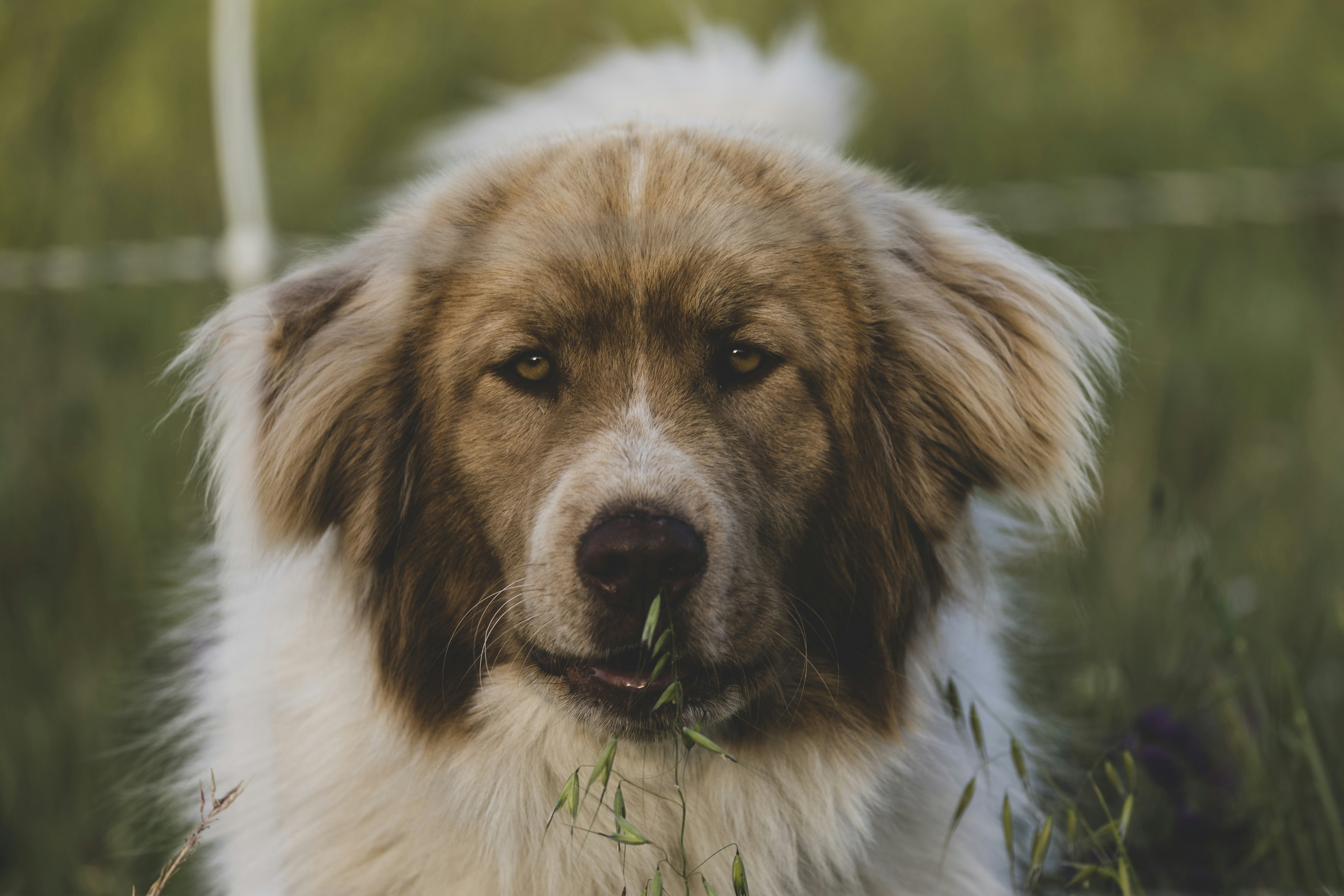 Photo by leo_visions_