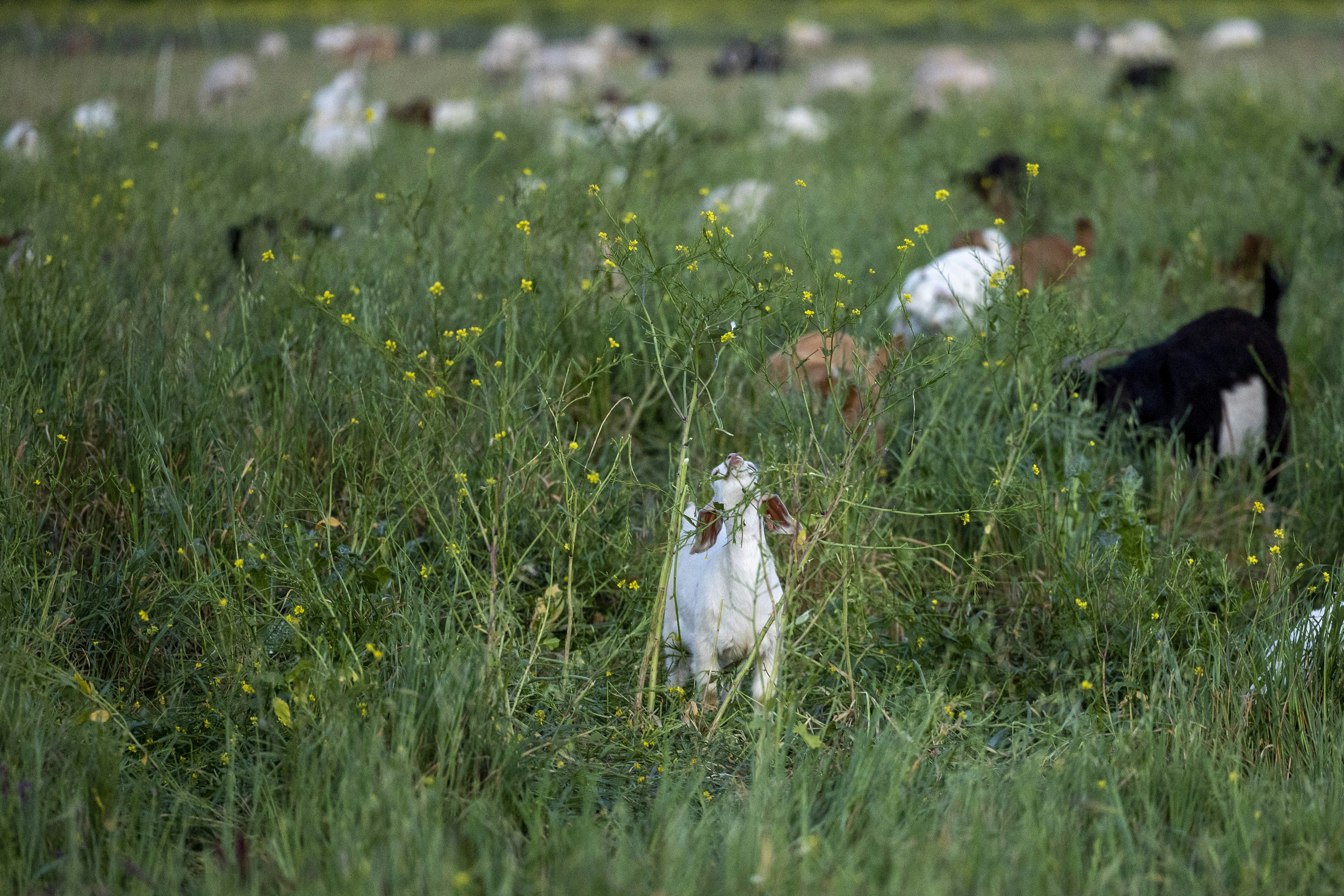a dog in a field full of cows
