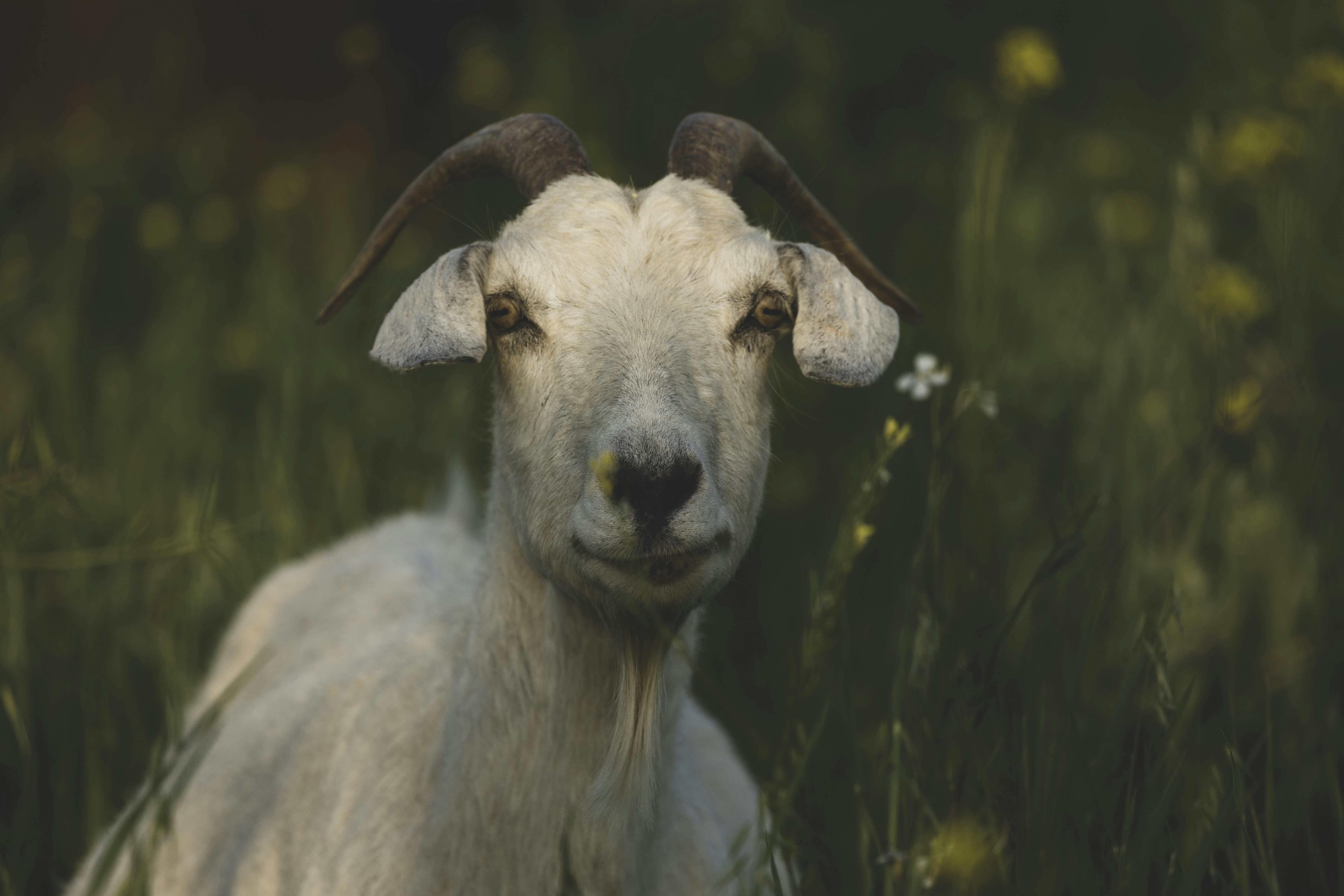 Photo by leo_visions_