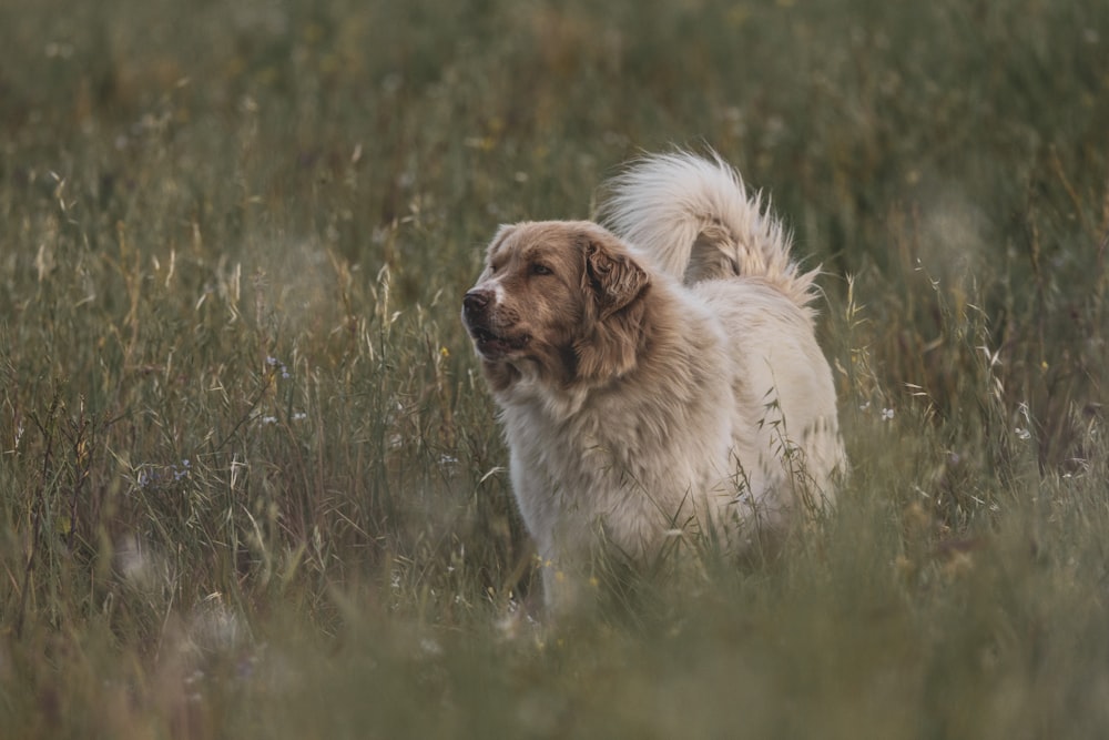 a dog standing in a field of tall grass