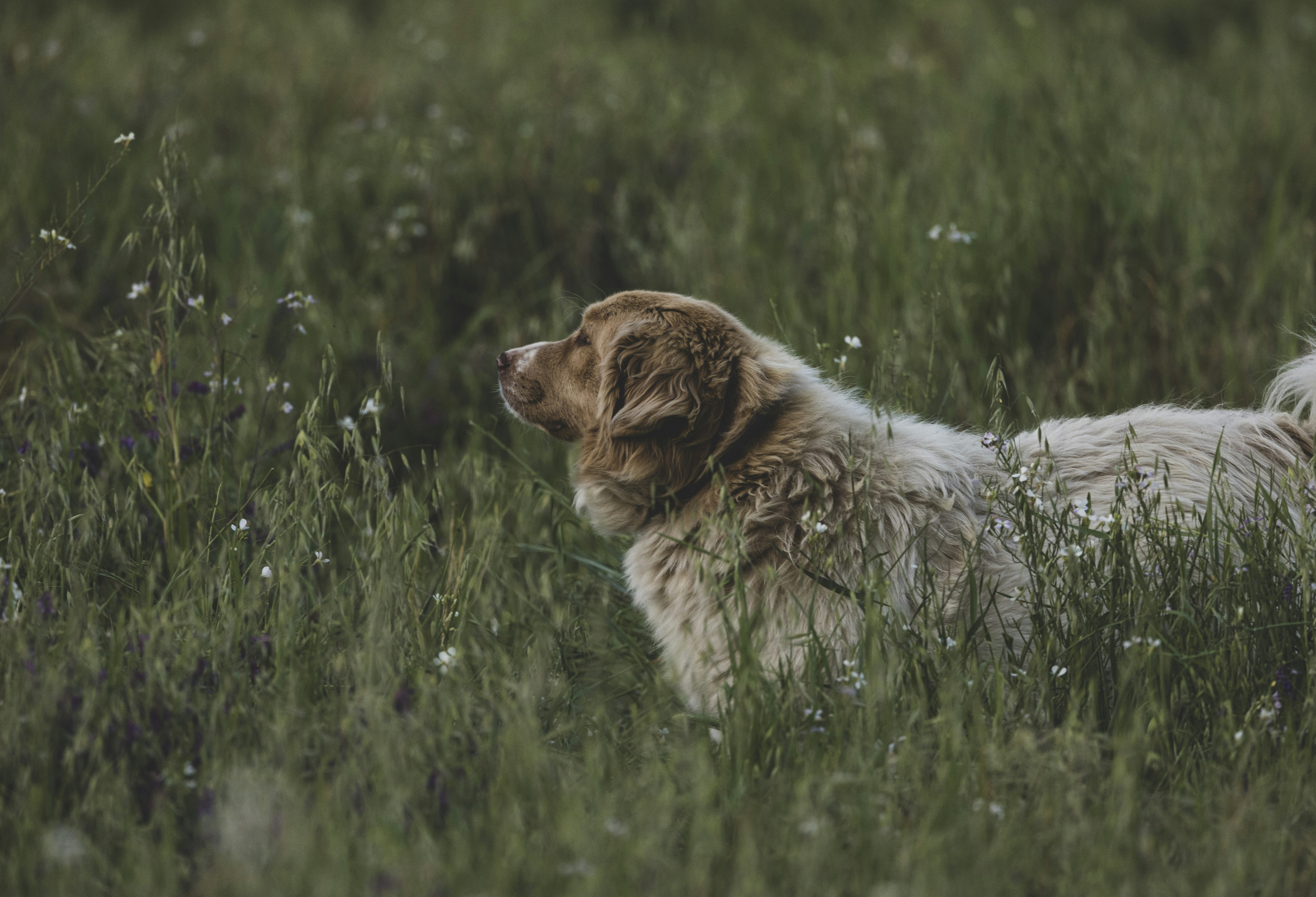 un cane che sta in piedi nell'erba