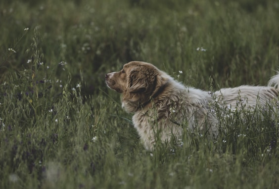 A friendly Great Pyrenees dog sitting calmly in a sunny mountain meadow.