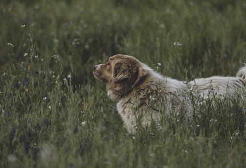 A friendly Great Pyrenees dog sitting calmly in a sunny mountain meadow.