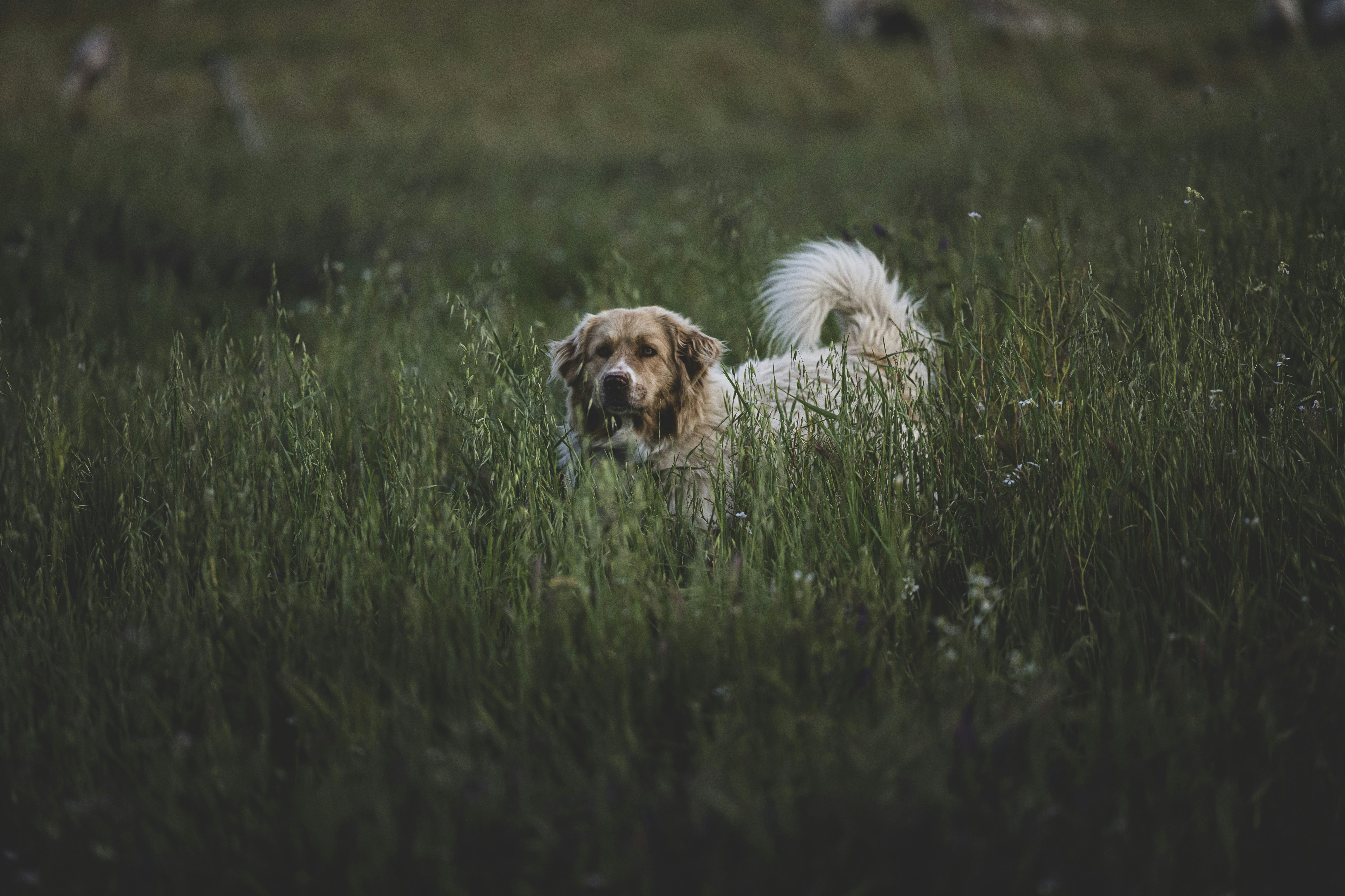 un cane che sta in piedi nell'erba