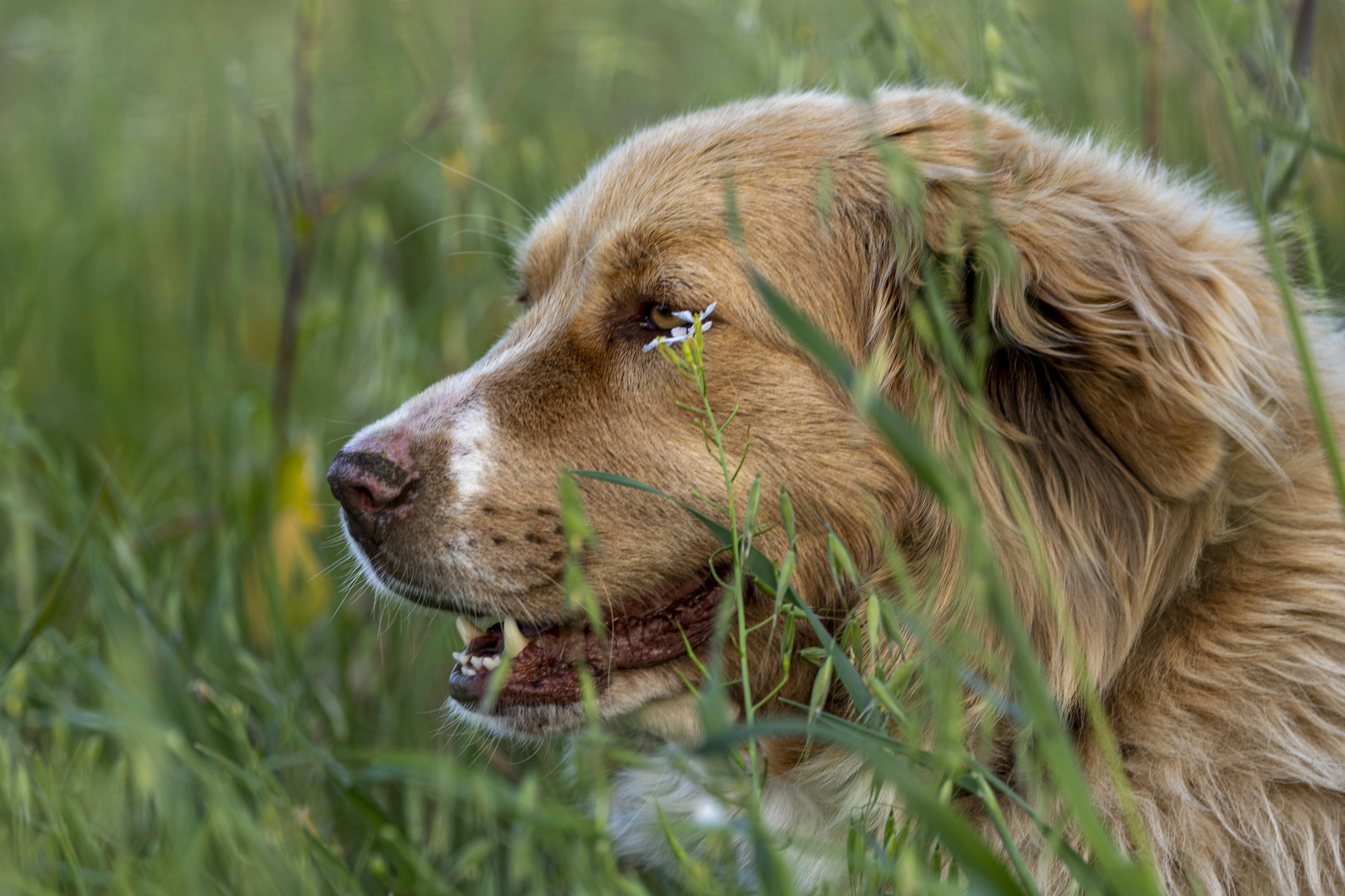Un primo piano di un cane in un campo d'erba