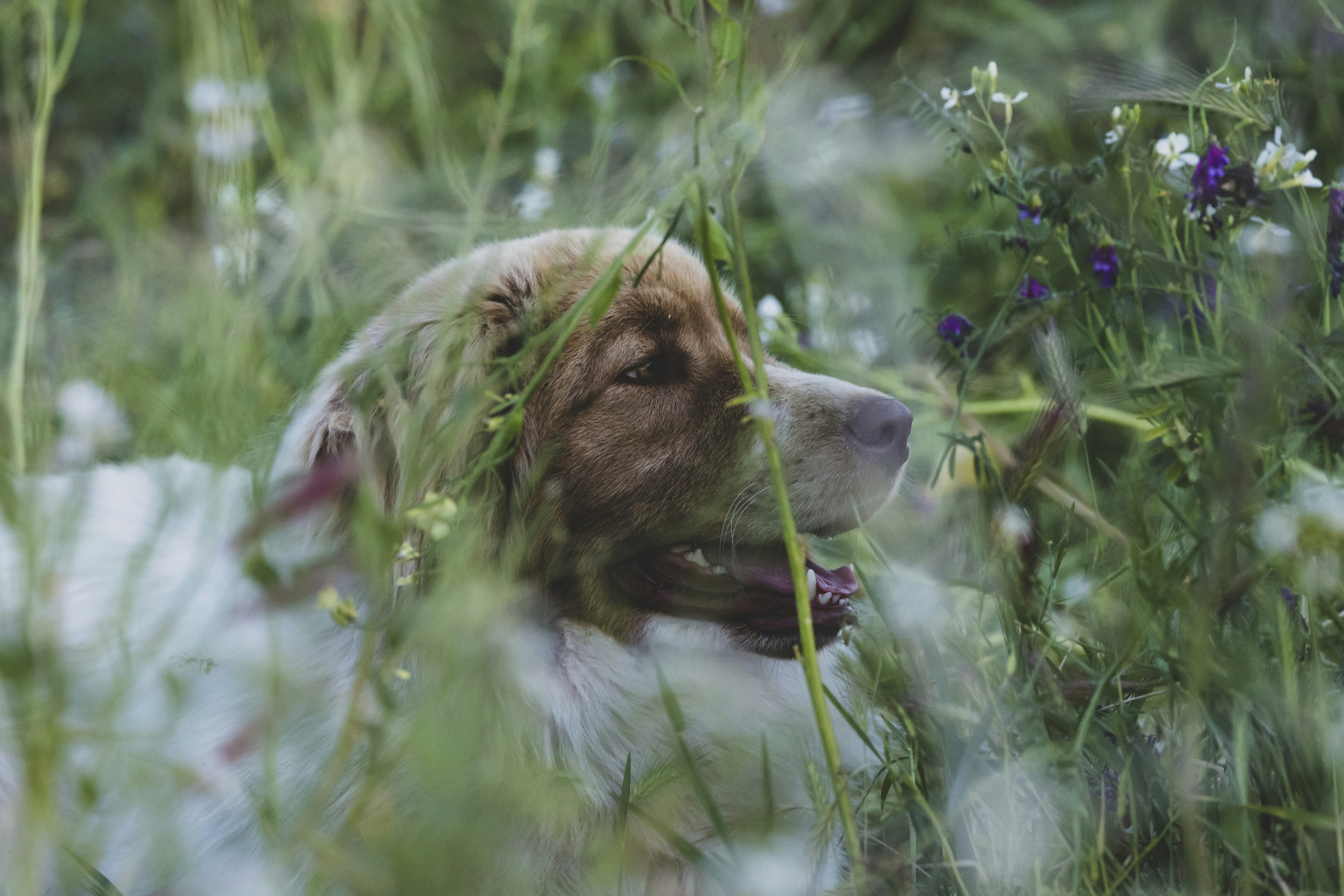 Un cane marrone e bianco che giace in un campo di fiori