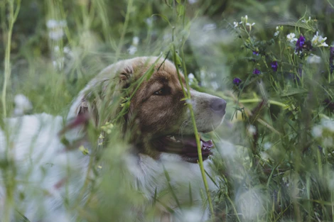 a brown and white dog laying in a field of flowers