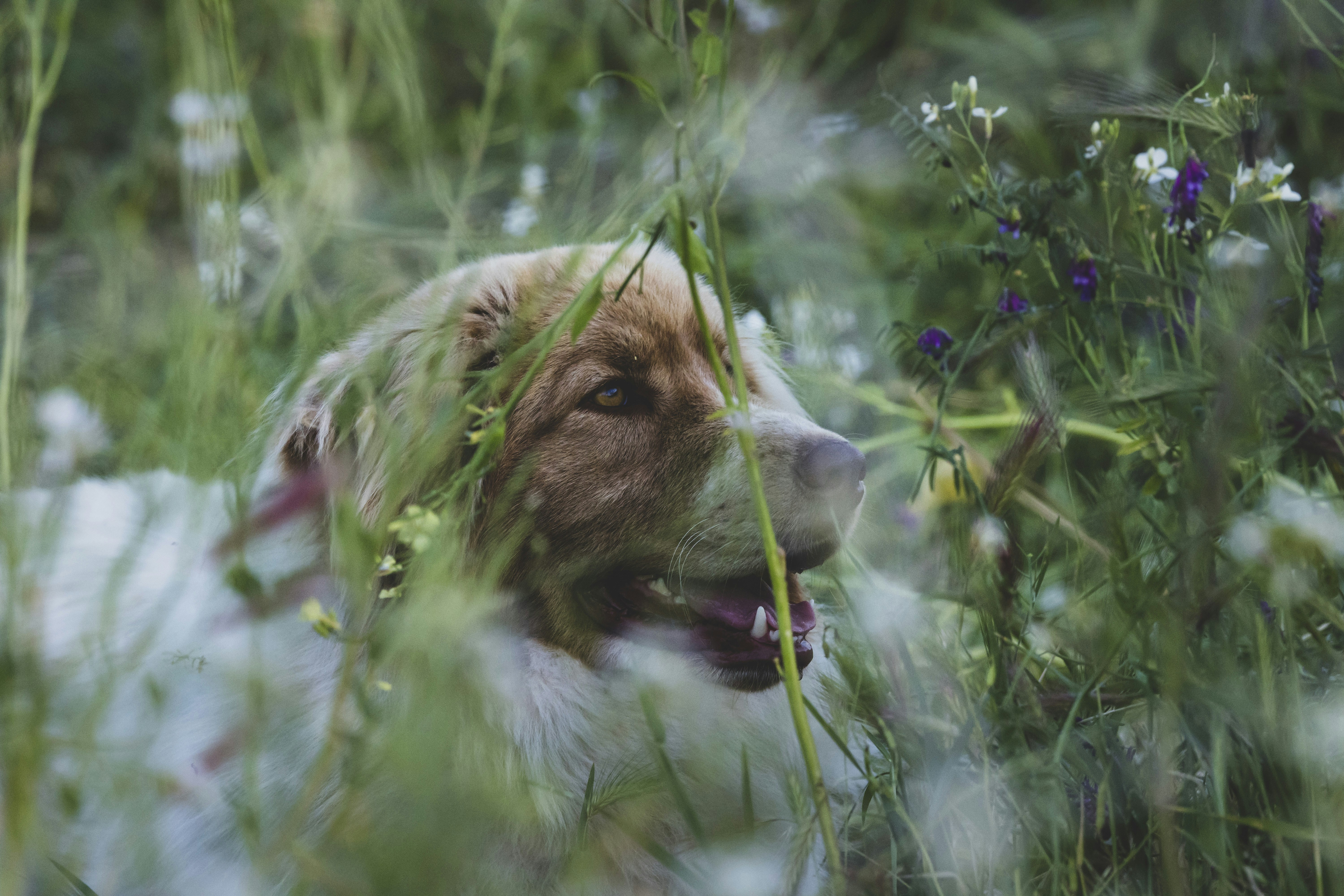 un cane marrone e bianco seduto nell'erba alta