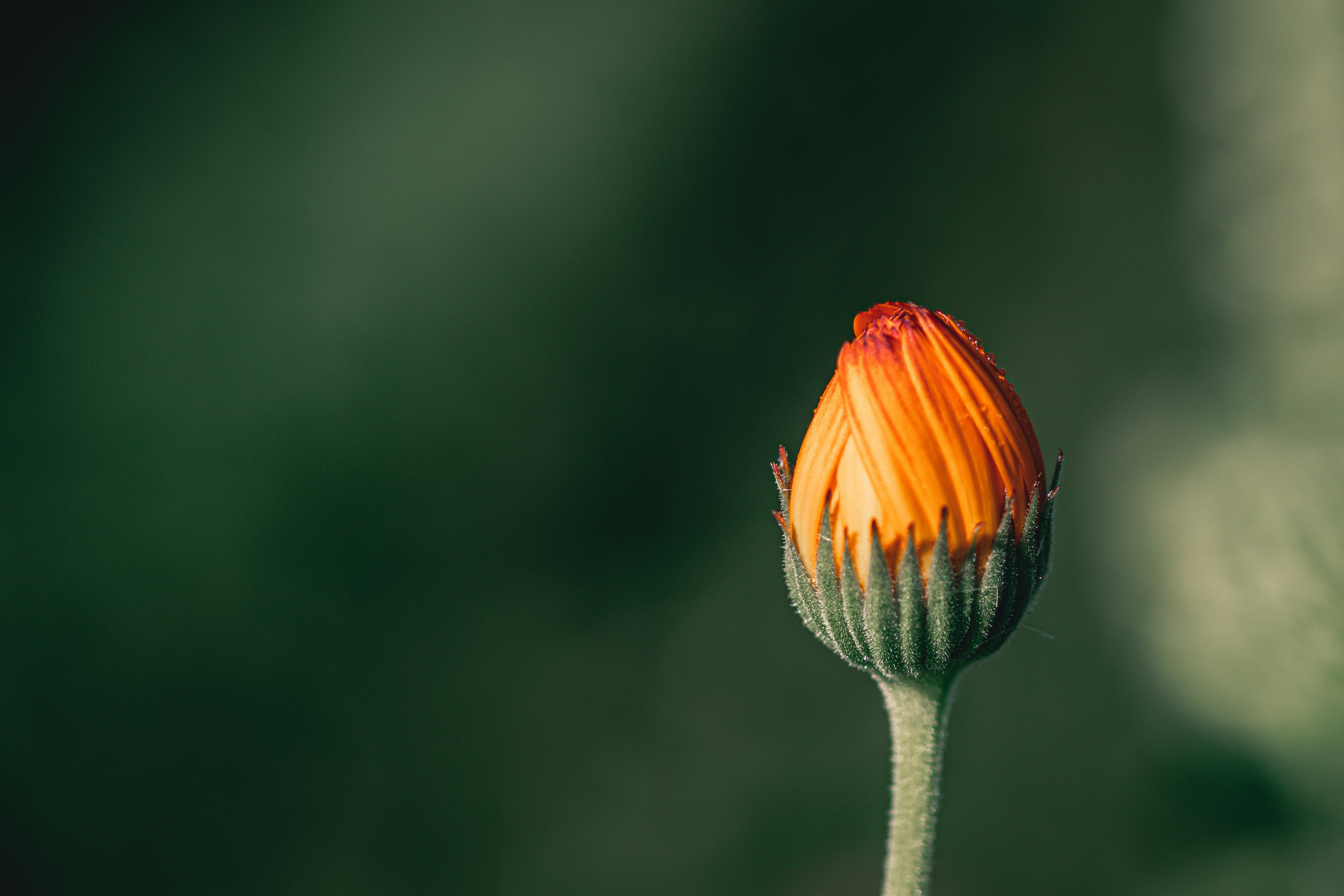 a close up of a flower with a blurry background
