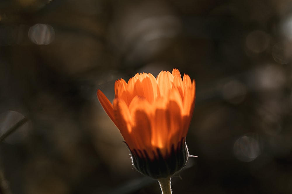 an orange flower with a blurry background