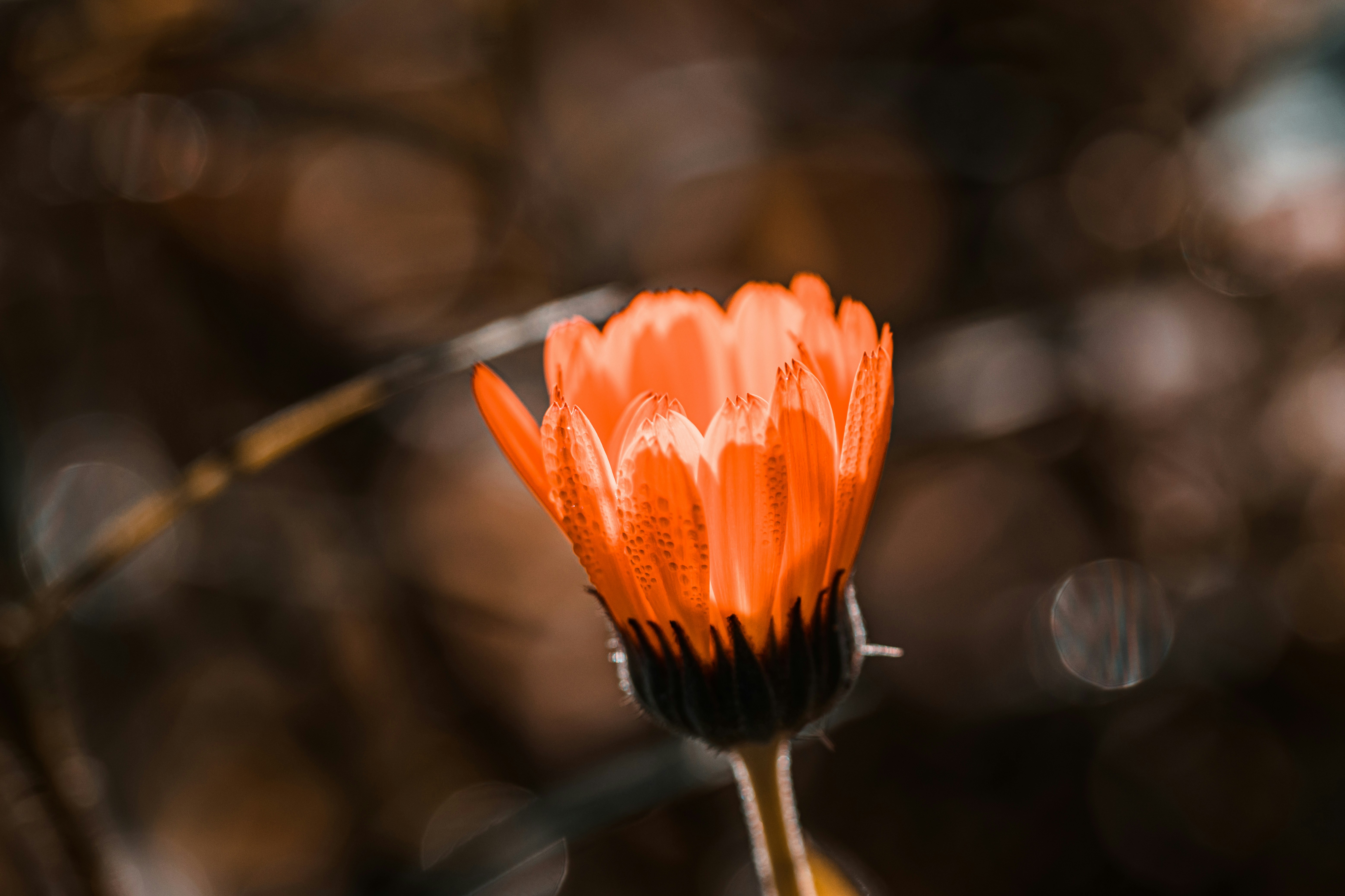 背景がぼやけたオレンジ色の花
