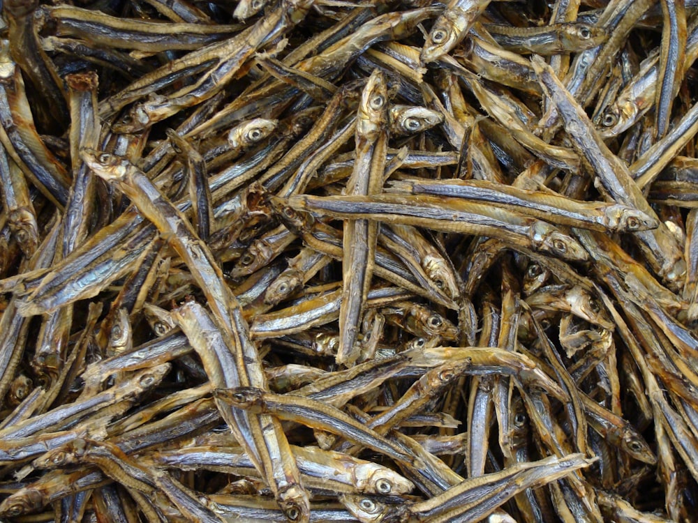 a bunch of fish that are laying on the ground