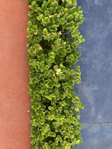 A lush green hedge runs vertically between a rough, reddish-brown surface on the left and a blue-gray textured surface on the right. The hedge is dense with small, rounded leaves.