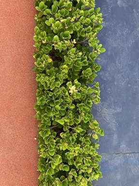 A lush green hedge runs vertically between a rough, reddish-brown surface on the left and a blue-gray textured surface on the right. The hedge is dense with small, rounded leaves.