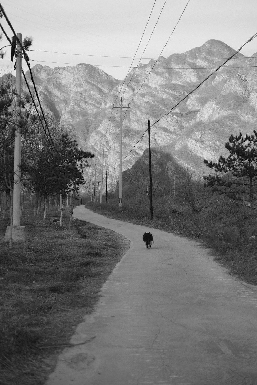 a black and white photo of a dog walking down a road
