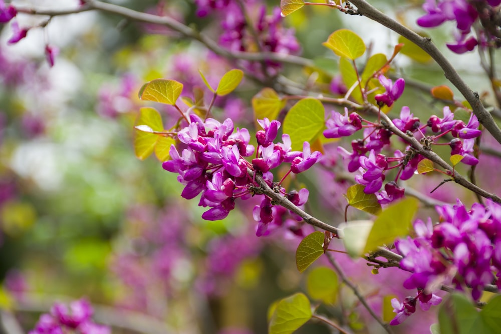 a branch with purple flowers and green leaves