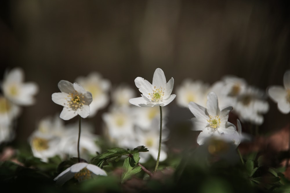 a group of white flowers sitting on top of a lush green field