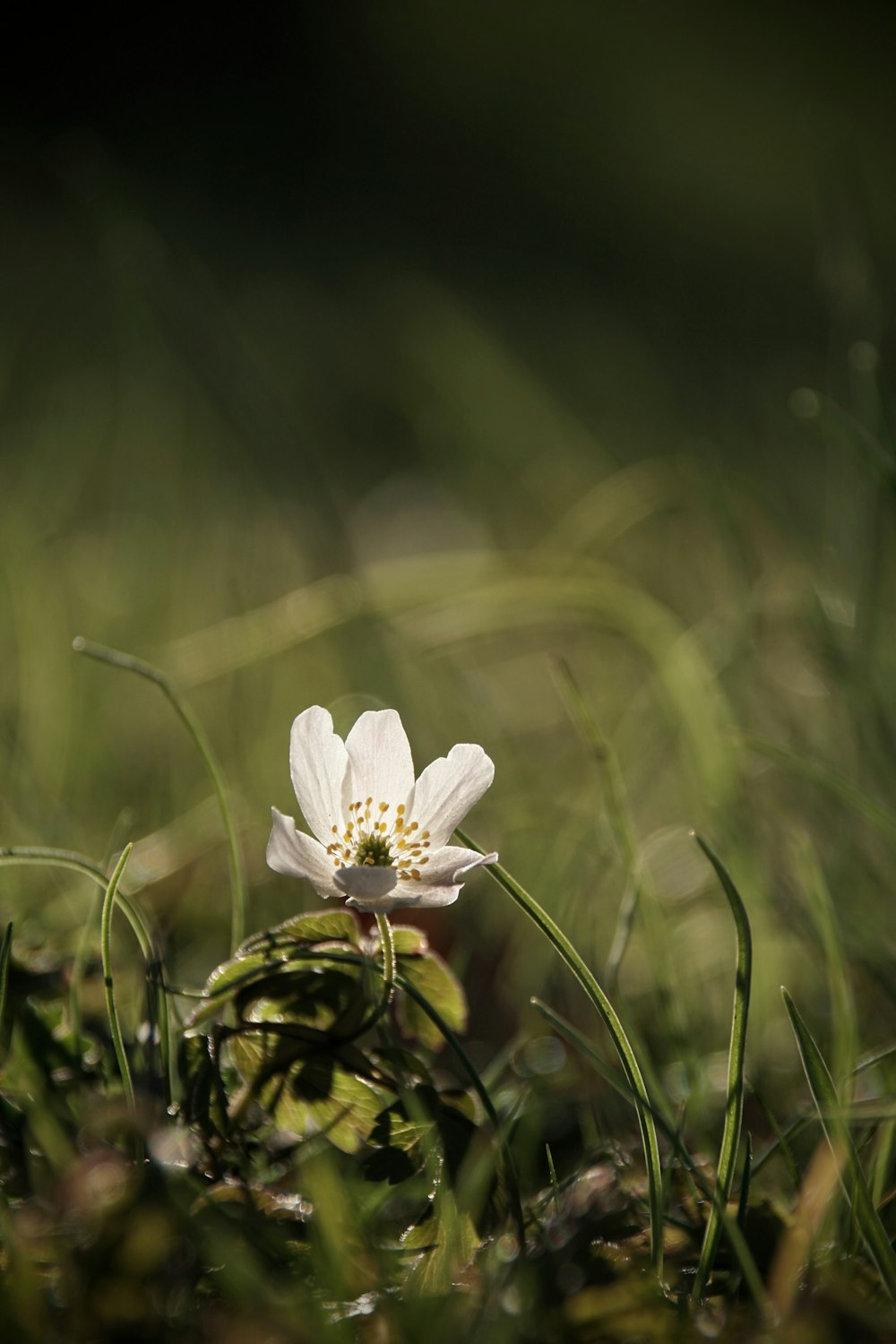 a small white flower sitting on top of a lush green field