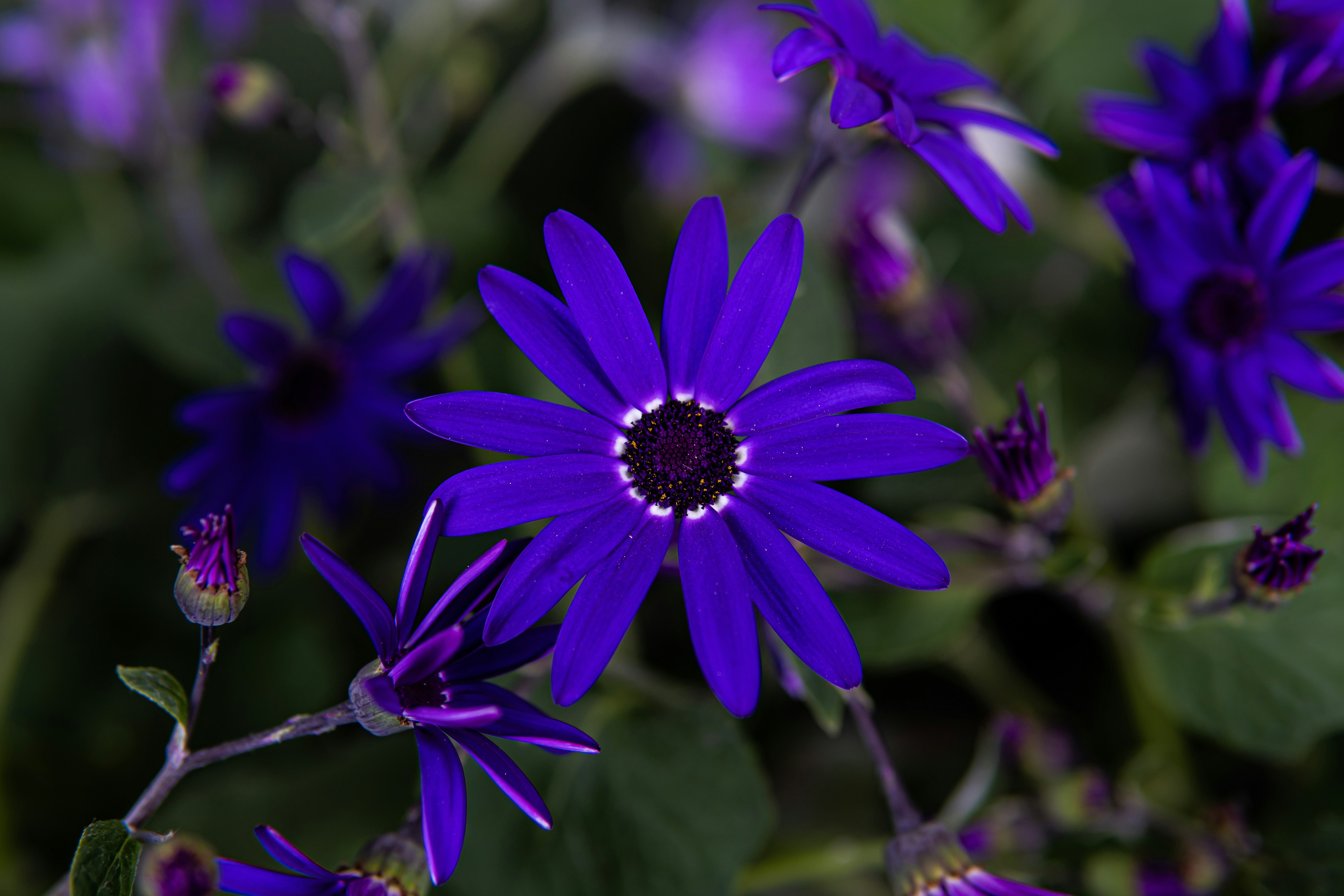 photo-1649408195231-3fce38f3250d?ixid=M3wxMjA3fDB8MXxzZWFyY2h8MTN8fGFjaGV0ZXIlMjB1bmUlMjB0cnVmZmV8ZW58MHx8fHwxNzAxMzU5NzUyfDA%5Cu0026ixlib=rb-4.0.3