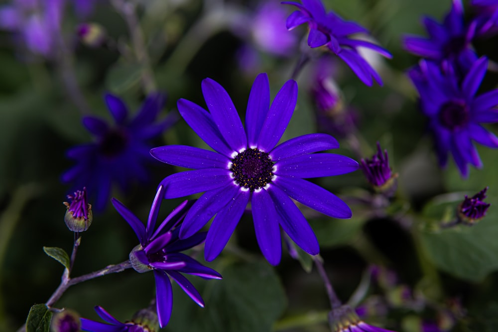 a bunch of purple flowers with green leaves