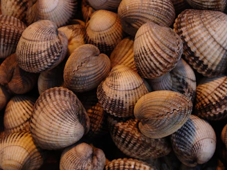 a pile of seashells sitting on top of each other