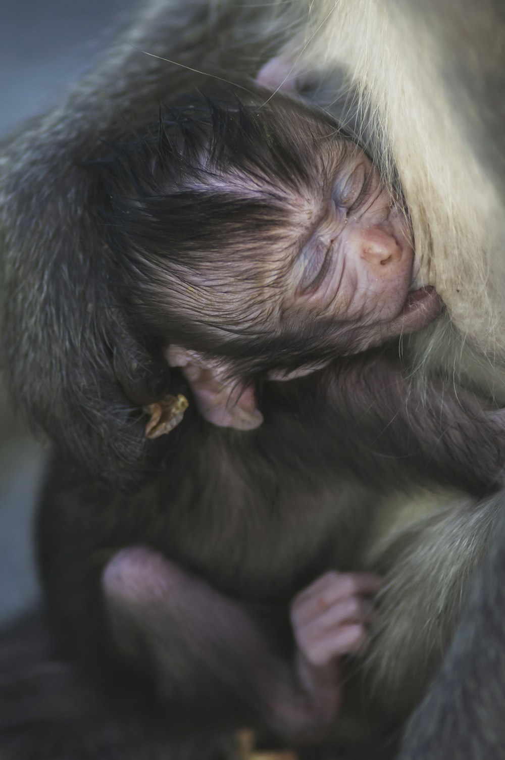 a baby monkey is cuddled up to its mother