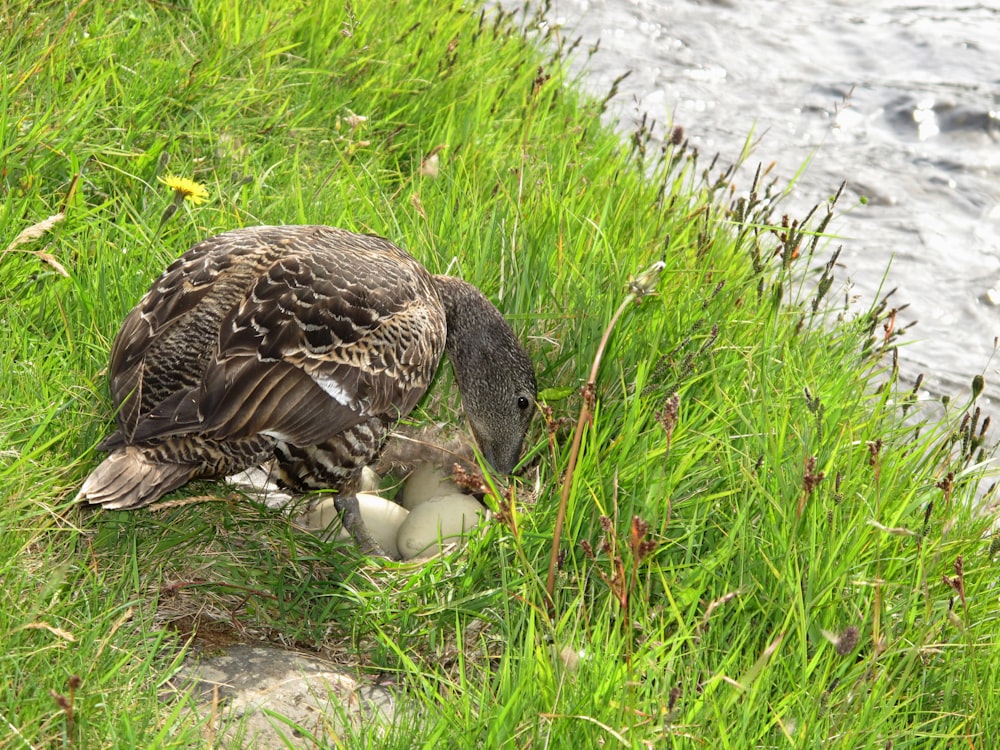 a mother duck feeding her baby in the grass