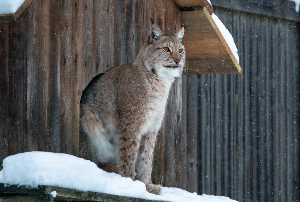 a lynx standing on a ledge in the snow