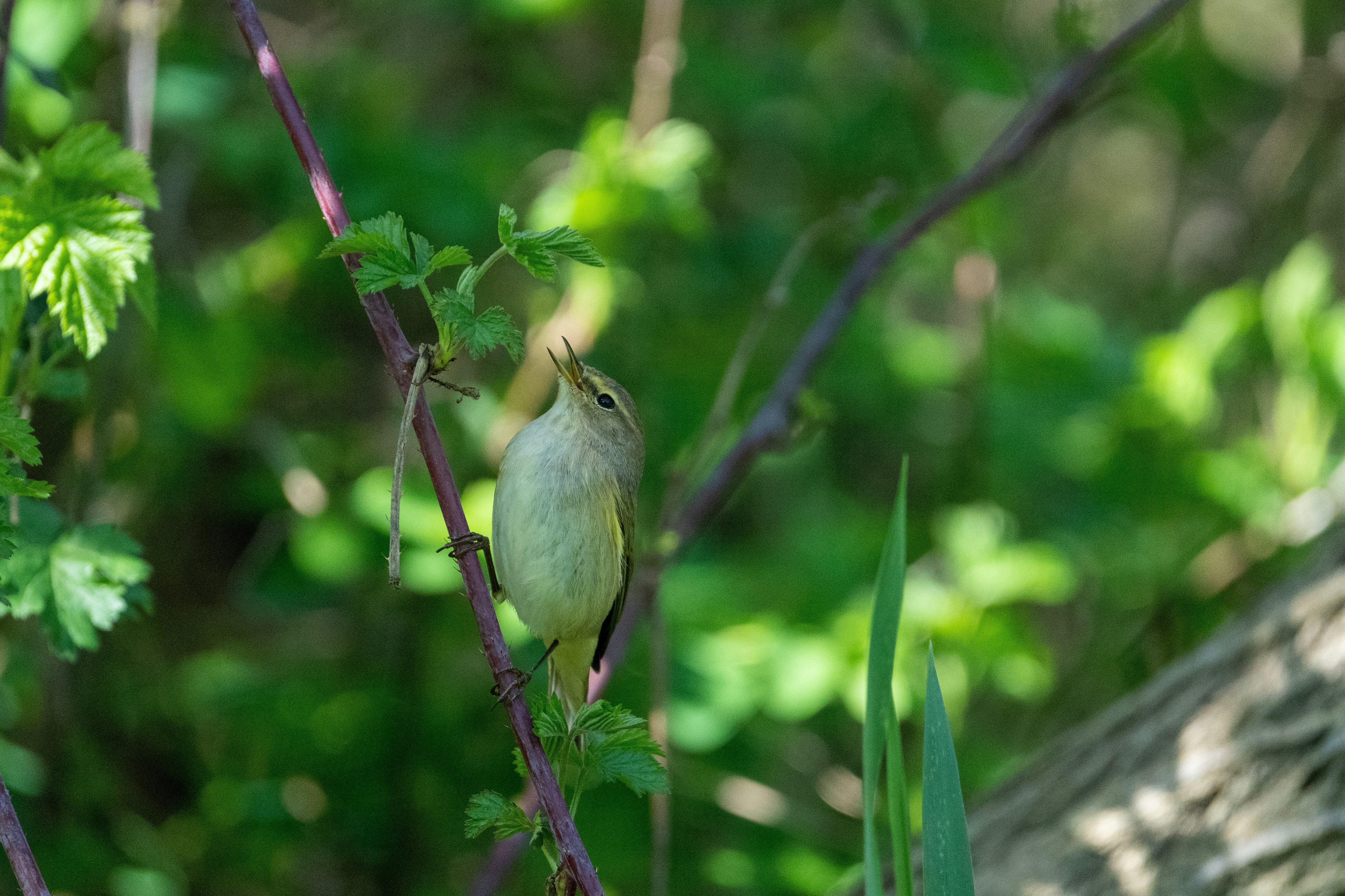 Northern Yellow Warbler
